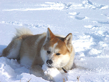 Akitas galore, Pinning the cuteness, Canine love, Adorable dog breed HD wallpaper