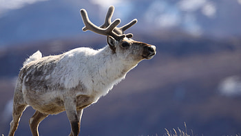 Caribou , Shared by John, Wildlife graphy, Animal beauty HD wallpaper