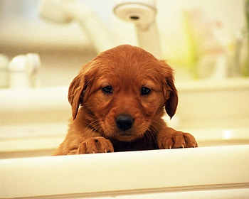 VERY CUTE PUPPY, FACE, ADORABLE, FRIENDLY, CUTE HD wallpaper