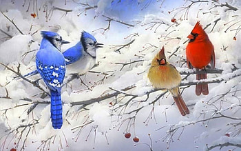 Snow, Animal, Bird, Blue Jay, Branch, Cardinal, Winter HD wallpaper