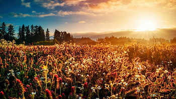 Willamette Valley, Oregon - wine country, hills, sun, wildflowers, morning, trees, sunrise HD wallpaper