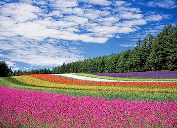 A stunning landscape of colorful flower fields under a bright blue sky. HD wallpaper