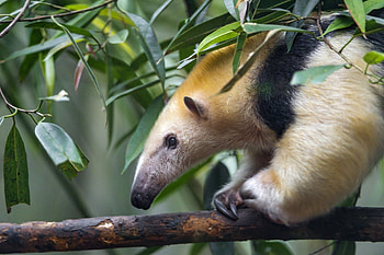 anteater , Background , Anteater HD wallpaper