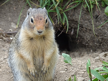 Animals, Fat, Thick, Animal, Is Sitting, Sits, Marmot HD wallpaper