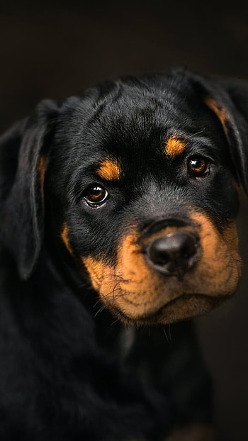 Rottweiler Puppy, muzzle, baby animal, cute, puppy, dog, Animal HD phone wallpaper