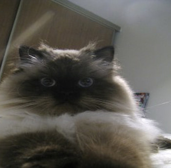 My New Himalayan Kitty 