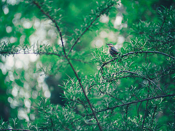 Animals, Leaves, Bird, Blur, Smooth, Branch, Bokeh, Boquet HD wallpaper