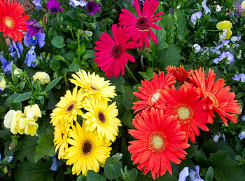 Flowers, Gerberas, Greens, Flower Bed, Flowerbed, Different HD wallpaper