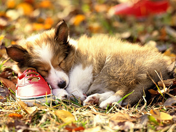 Animals, Dogs HD wallpaper