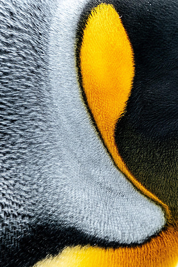 Feather, Macro, Texture, Textures HD phone wallpaper