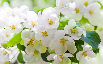 Plants, Flowers HD wallpaper