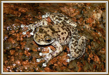 FRAMED FROG, NATURE, FROG, , FRAMED HD wallpaper