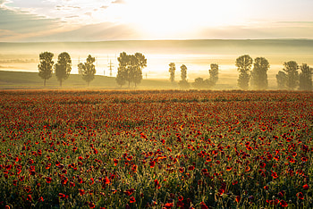 Nature, Flowers, Trees, Poppies, Wildflowers HD wallpaper