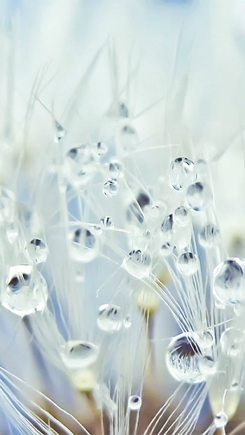 Pure Crystal Dew Dandelion Flower Water Drop Globe Macro HD phone wallpaper