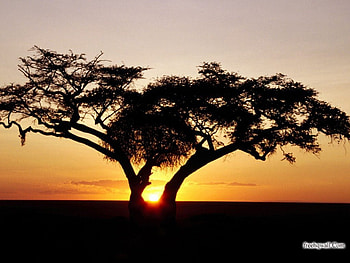 sunset, set, sky, sun, tree HD wallpaper