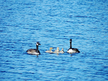 A Day On The Lake, graphy, Summer, Geese, Lake, Birds HD wallpaper