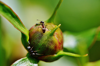 Insects, Macro, Bud, Pion, Peony, Ants HD wallpaper
