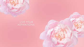 ... peony ... HD wallpaper
