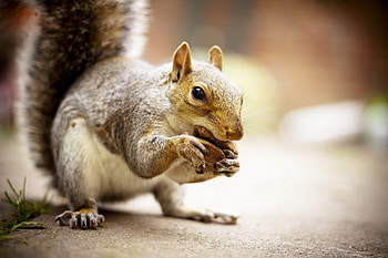 Animals, Squirrel, Food, Animal HD wallpaper