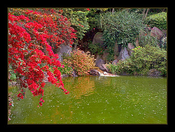 small lake, art , beautiful, flowers, small, lake, tree HD wallpaper