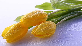 Flowers, Tulips, Drops, Bud, Bouquet, Stem, Stalk HD wallpaper