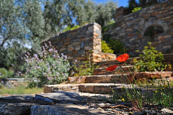 Close-up of red poppies blooming in a rustic garden with a blurred stone wall background. HD wallpaper