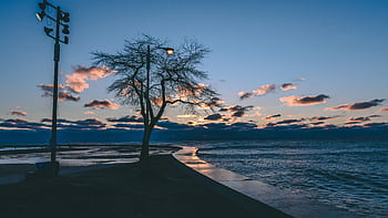 Peaceful twilight view of Chicago lakeshore with silhouetted tree and calm waters. HD wallpaper