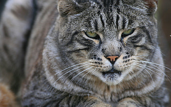 Animals, Cat, Muzzle, Close-Up, Striped, Sight, Opinion HD wallpaper