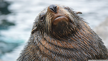 sea lion, sea, seal, wet, lion HD wallpaper