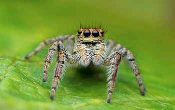 Spider species diversity, Animal kingdom marvels, Macro graphy wonders HD wallpaper