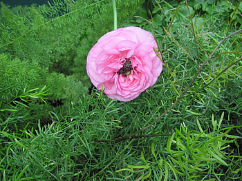 Essence of Flowers 28, pink, graphy, green, Flowers, garden HD wallpaper