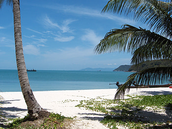 tropical beach, palms, sea, tropical, nature, beach HD wallpaper