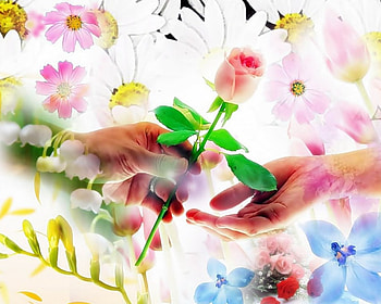 Green Leaf, friendship, love, green, flower HD wallpaper