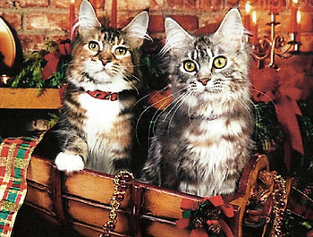 Two tabby kittens, ribbon, candles, tabby, bow, kittens HD wallpaper
