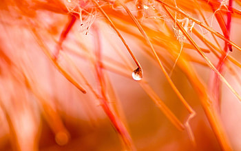 Drops, Flower, Plant, Macro, Petals HD wallpaper