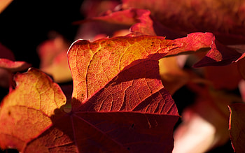 Autumn Leaves, leaves, fall, red, crisp, autumn, colourful, orange HD wallpaper