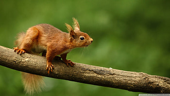 Red squirrel , Vibrant fur, Beautiful creature, Wildlife graphy HD wallpaper
