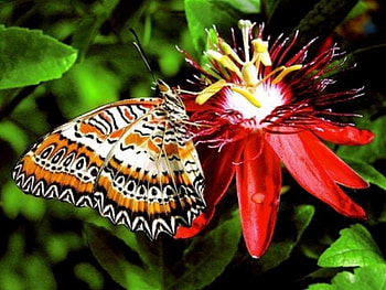 Butterfly on Flowers, animal, insects, flowers, butterfly HD wallpaper
