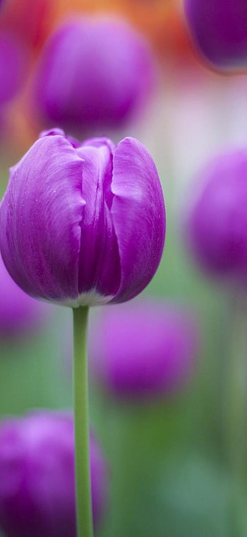 Tulip (Nature), Purple colour tulips HD phone wallpaper