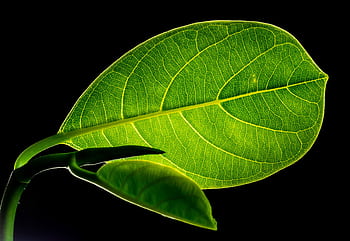 Macro graph of a green leaf showing intricate vein patterns against a black background. HD wallpaper