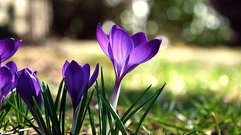 Grass, Flower, Macro, Greens HD wallpaper