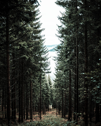 Nature, Trees, Pine, Forest, Fog, Path HD phone wallpaper