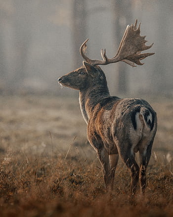 A serene deer stands in a foggy meadow, showcasing its majestic antlers and tranquil nature. HD phone wallpaper