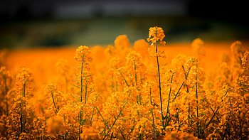 Nature, Flowers, Grass, Field HD wallpaper