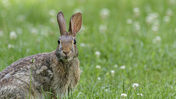 Hare, ears, animal, rabbit HD wallpaper