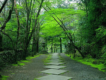 green garden, trees, garden, nature, green HD wallpaper