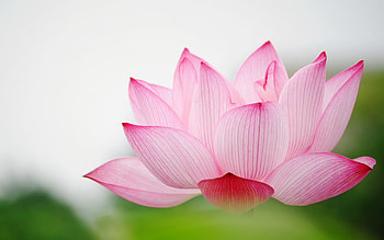 Nature flower garden love, Pink lily lotus, , Captivating visuals HD wallpaper