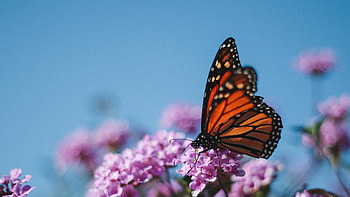 Monarch, Butterflies HD wallpaper