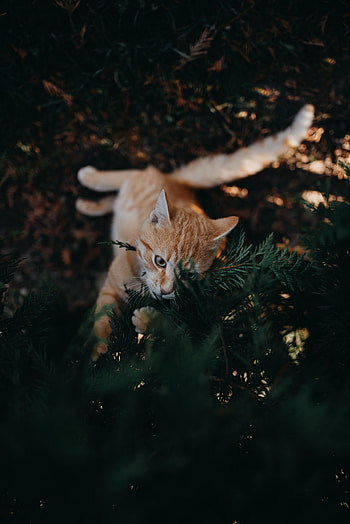 Animals, Cat, Branch, Pet, Nice, Sweetheart, Playful HD phone wallpaper