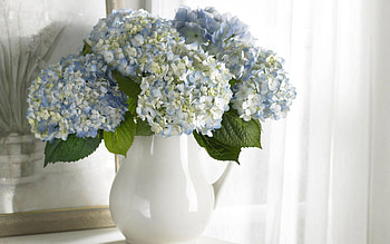 Flowers, Leaves, , Bouquet, Vase, Delicate, Gentle HD wallpaper